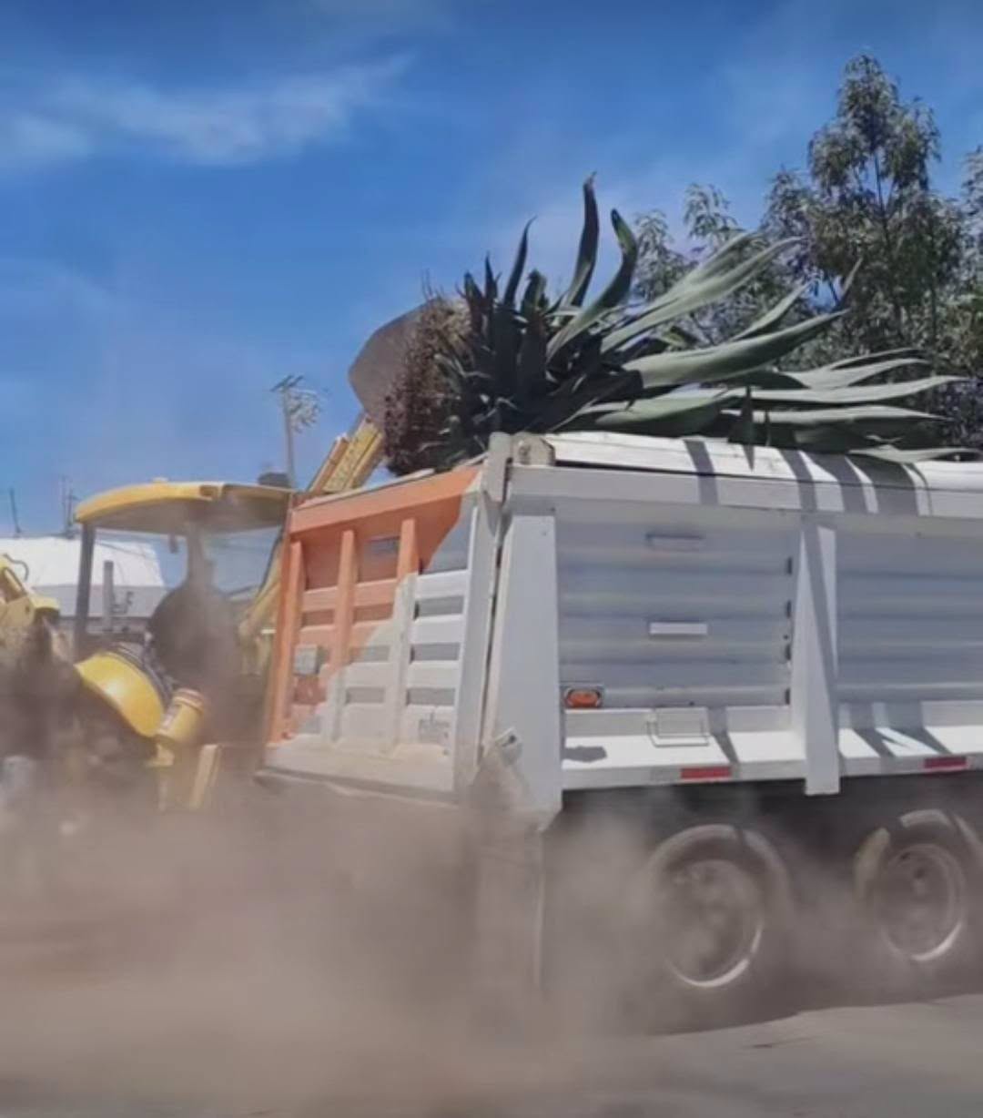 Sanciones a Tulancingo por retiro de magueyes