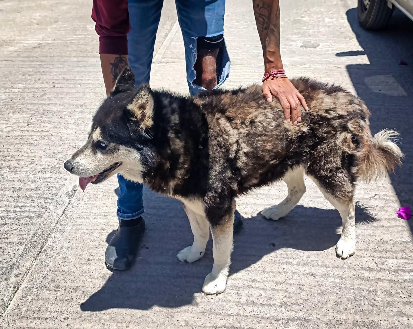 maltrato animal en Pachuca