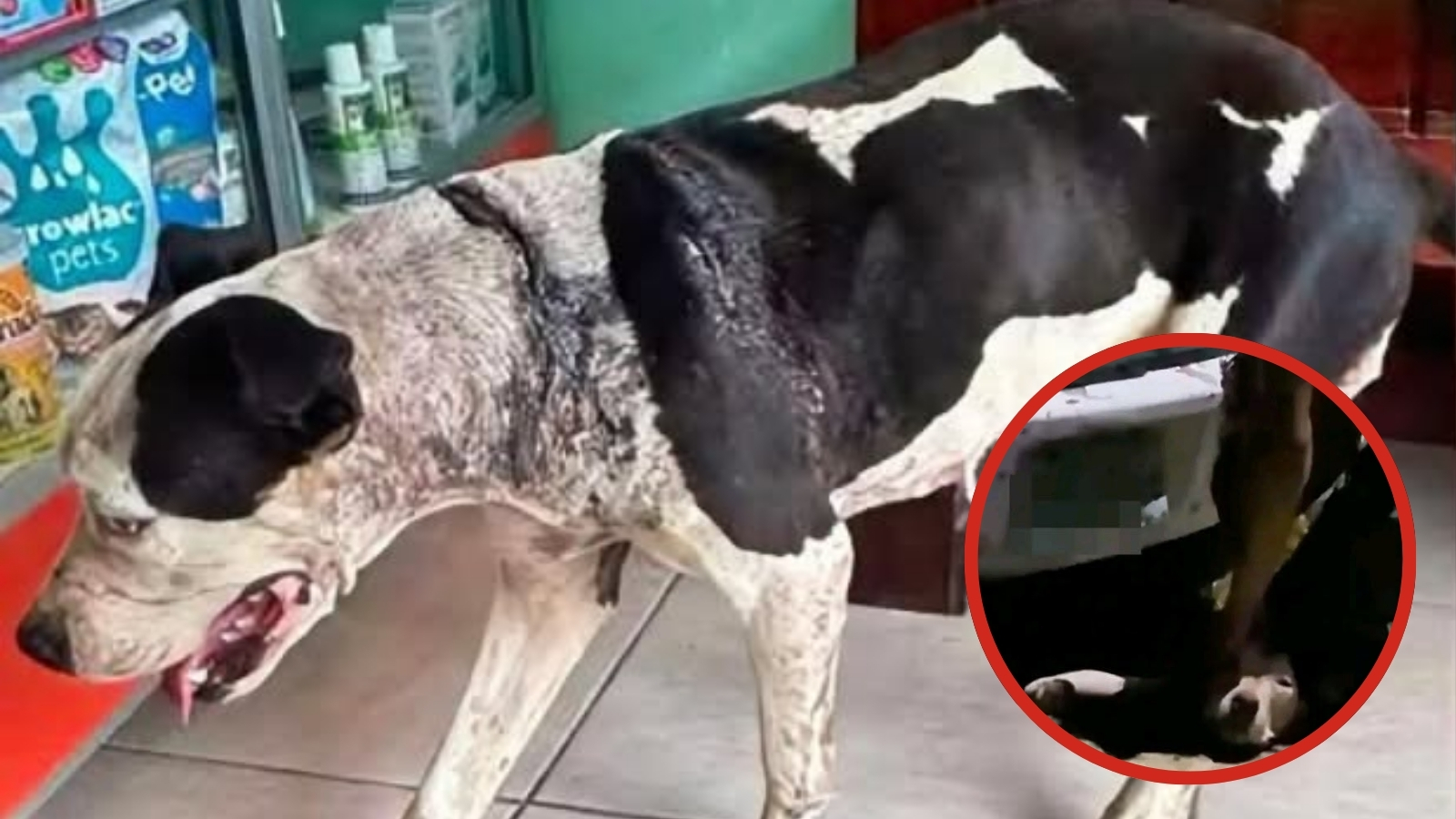 Perrita “Pintita” recibe atención veterinaria