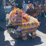 Personas y perros participan en actividades del Perro Fest 2026 en Pachuca.