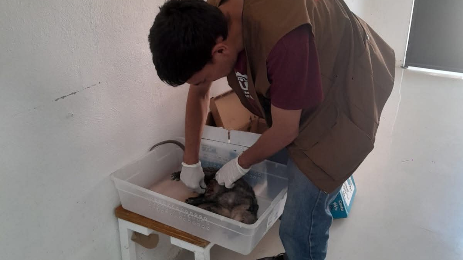 Tlacuache rescatado con sus crías antes de ser trasladado a una unidad de rehabilitación.