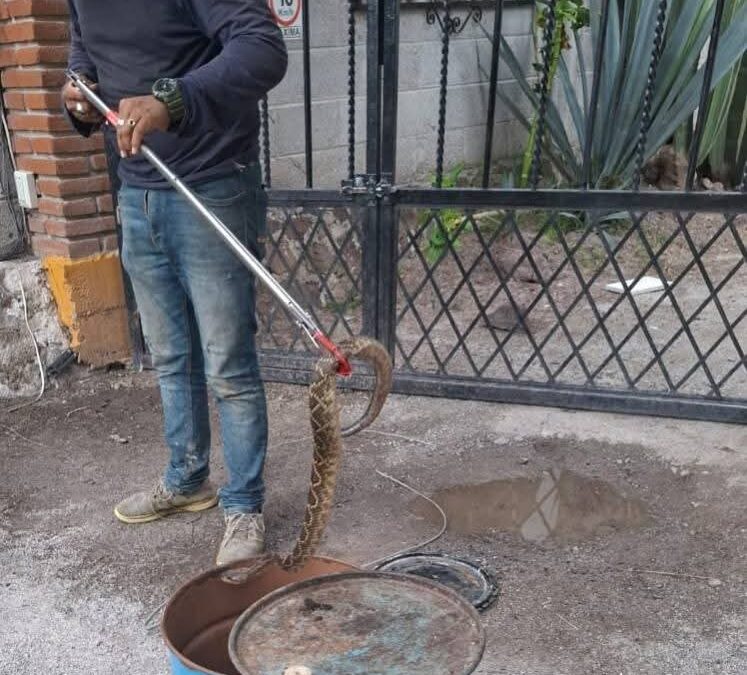 Capturan serpiente de cascabel dentro de un domicilio en San Salvador