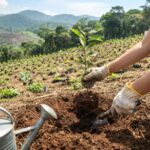 Convocan a jornada de reforestación en Hidalgo