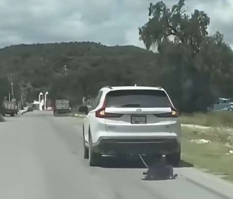 arrastran a perro en Zempoala