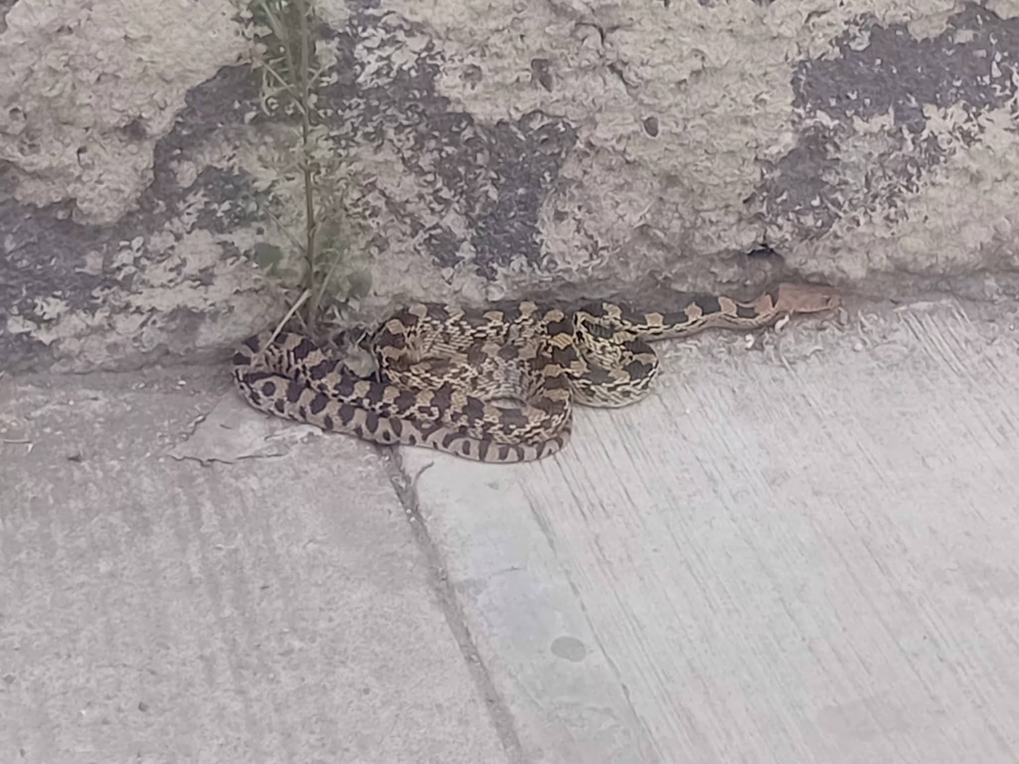 Serpiente cincuate localizada en Rancho Don Antonio, Tizayuca