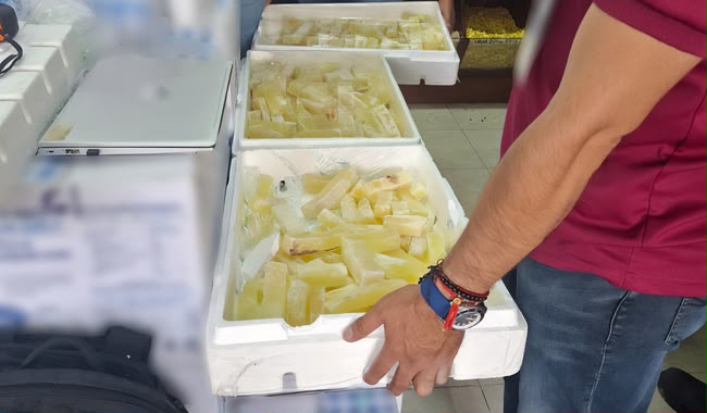 Acitrón asegurado por Profepa en establecimientos de Pachuca.