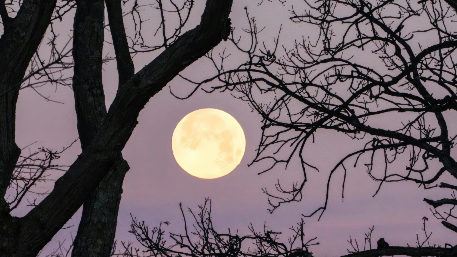 Luna llena de tonos anaranjados cerca del horizonte.