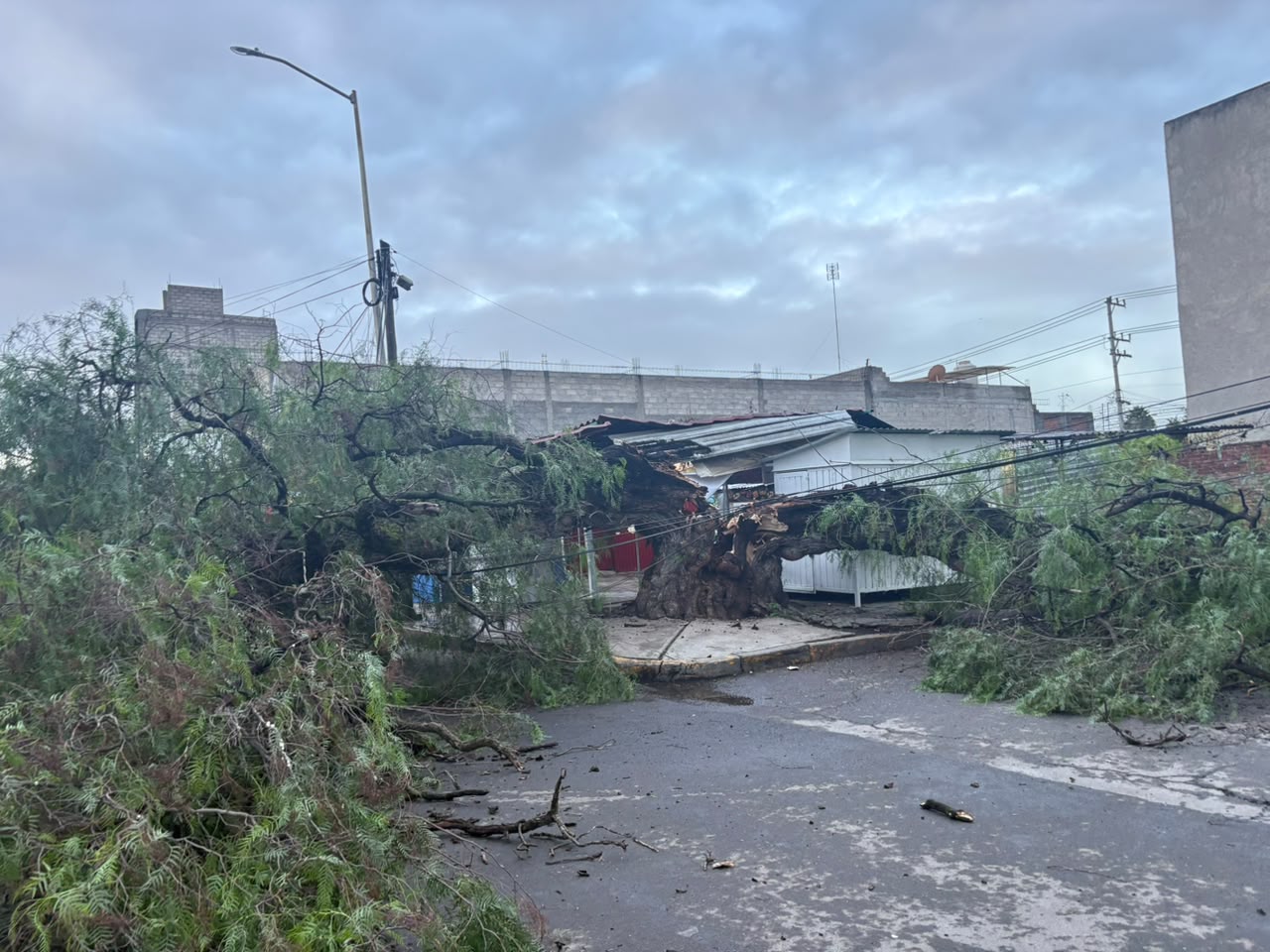 Árbol colapsa frente a CFE en Tizayuca