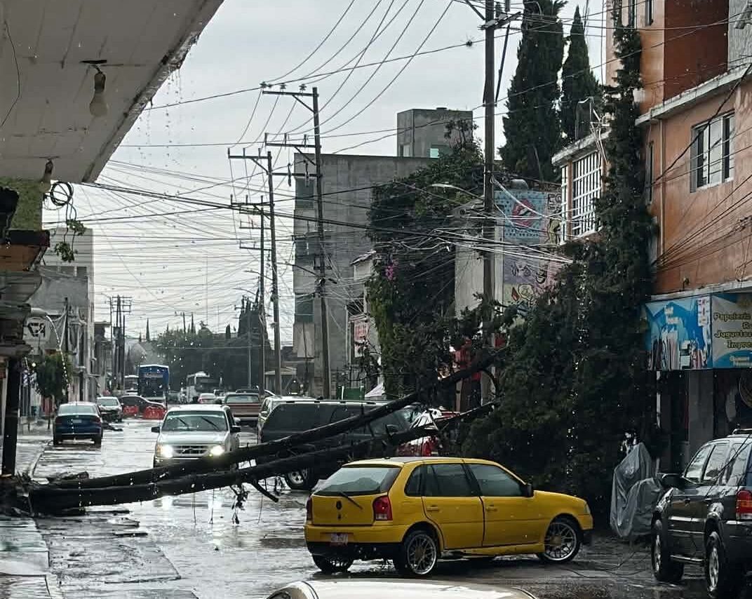 Árbol de gran tamaño cae y bloquea calle Aldama
