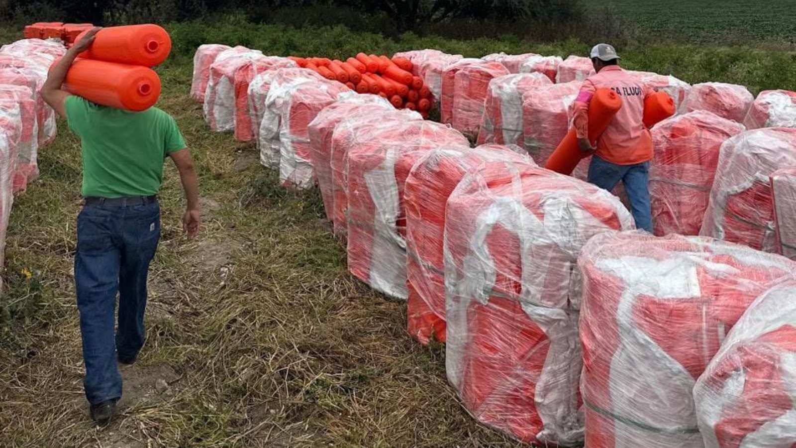 Presa Endhó cubierta de lirio acuático en Hidalgo