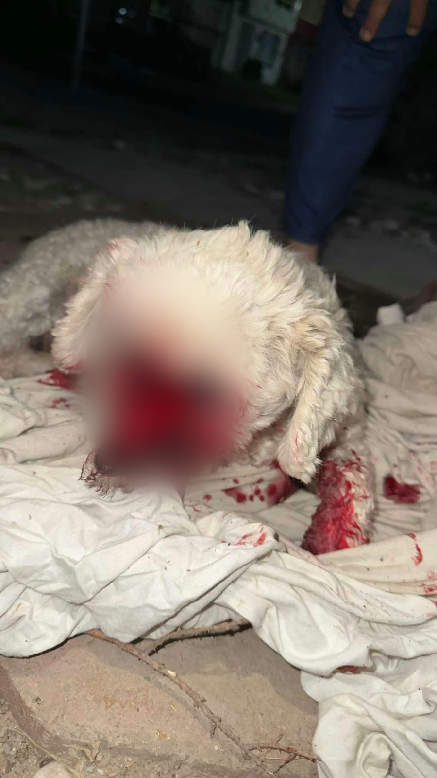 maltrato animal en Tizayuca