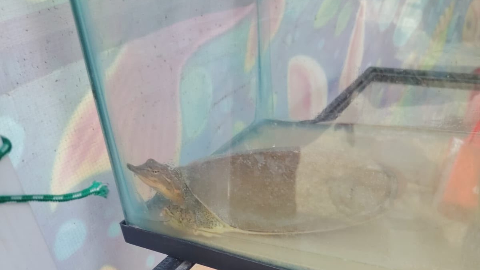Ejemplares de fauna silvestre asegurados en un tianguis de Pachuca.